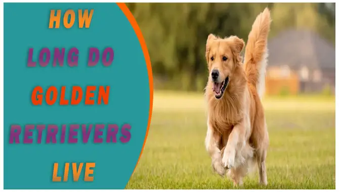 How Long Do Golden Retrievers Live