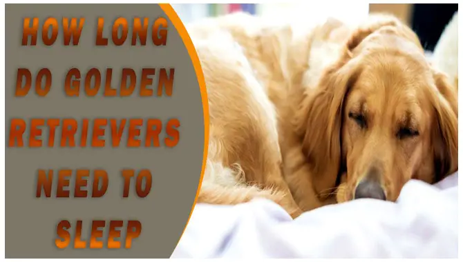 How Long Do Golden Retrievers Need To Sleep