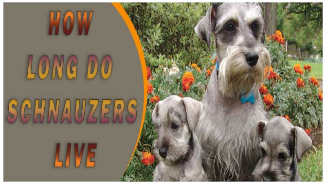 How Long Do Schnauzers Live