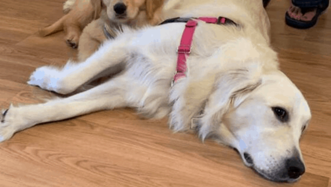 How Long Does It Take For A Golden Retriever To Get Over The Heat Cycle