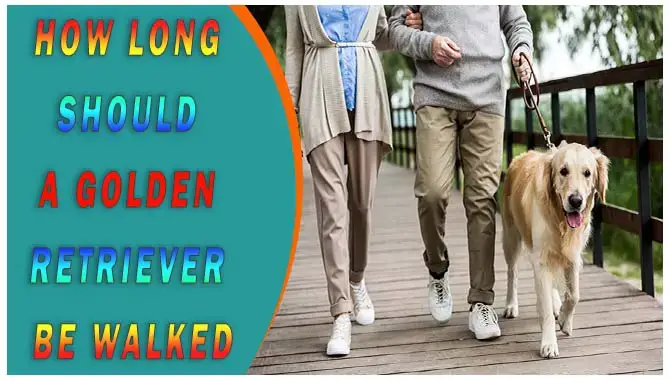 How Long Should Golden Retriever Be Walked Per Day