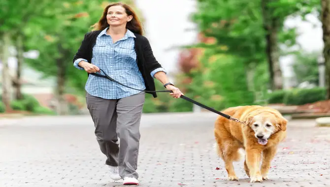 How Long To Walk A Golden Retriever Puppy