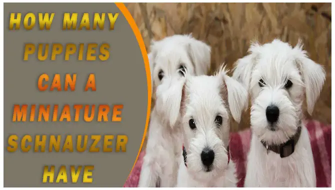 How Many Puppies Can A Miniature Schnauzer Have