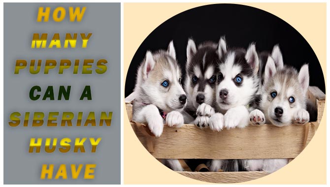 How Many Puppies Can A Siberian Husky Have