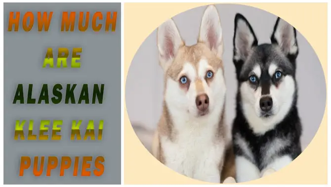 How Much Are Alaskan Klee Kai Puppies