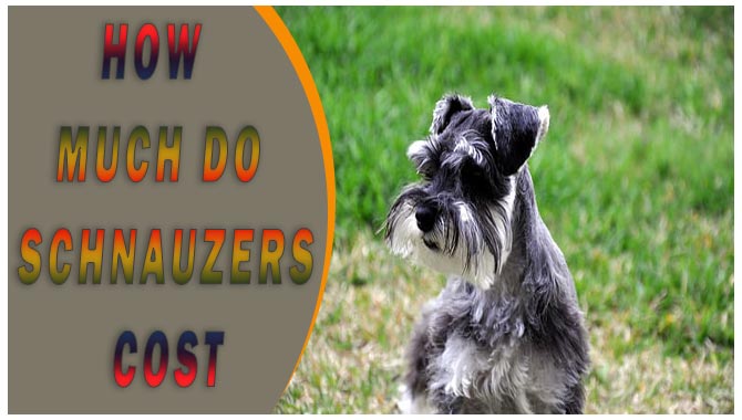 How Much Do Schnauzers Cost