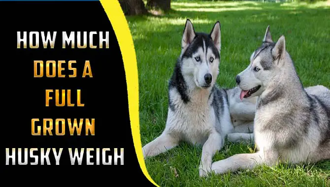How Much Does A Full-Grown Husky Weigh