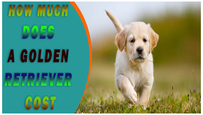 How Much Does A Golden Retriever Cost