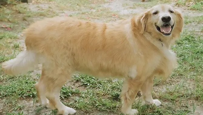 How Much Does A Healthy Golden Retriever Weigh