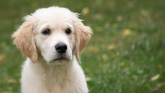 How Much Does It Cost To Adopt A Golden Retriever From A Rescue