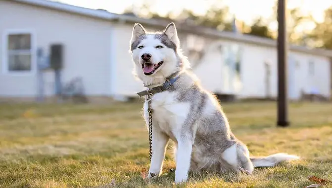 How Much Does It Cost To Adopt A Husky From A Rescue?