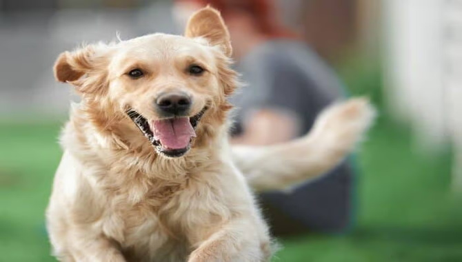 How Much Exercise Does A Golden Retriever Puppy Need