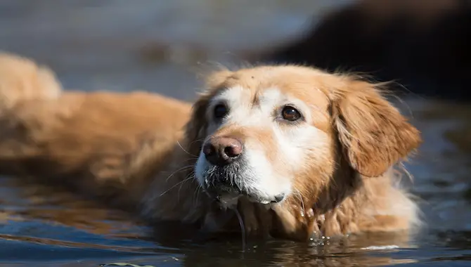 How Much Exercise Does A Senior Golden Retriever Need