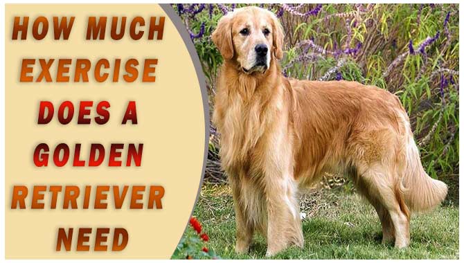 How Much Exercise Does a Golden Retriever Need