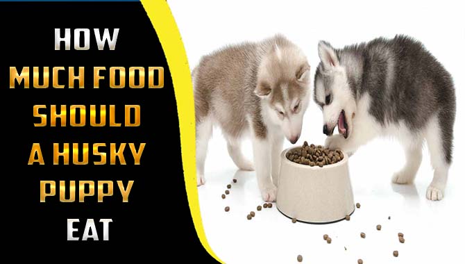 how much should i feed a husky puppy