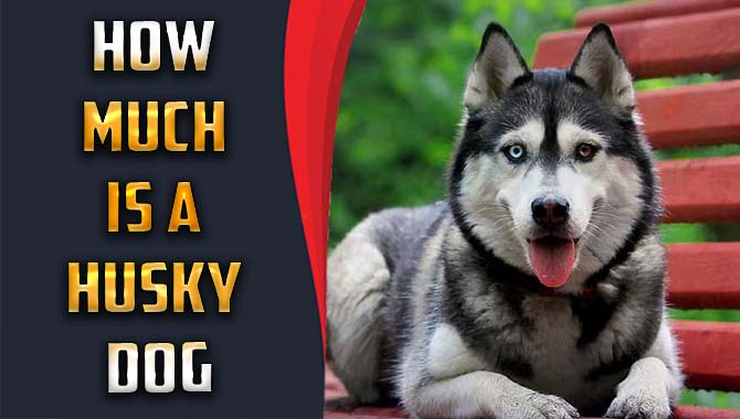 How Much Is A Husky Dog