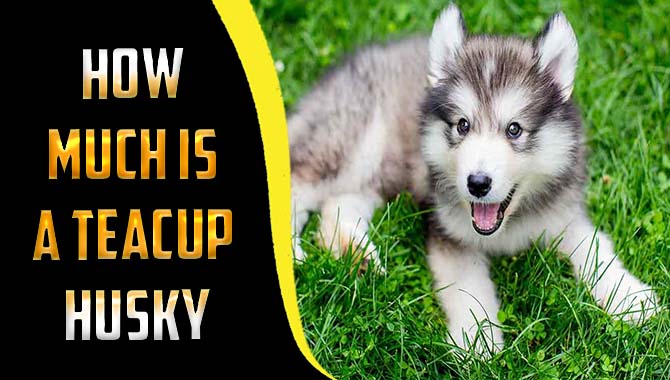 How Much Is A Teacup Husky
