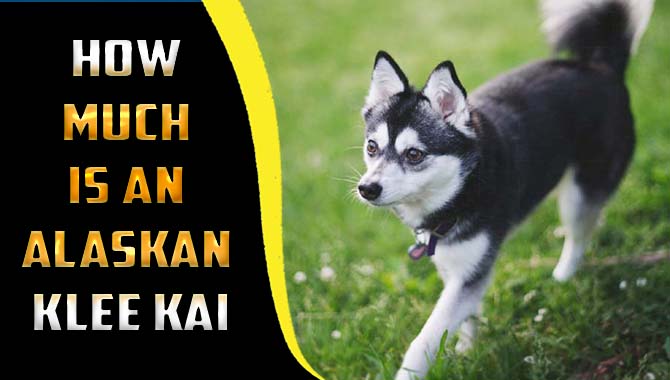 How Much Is An Alaskan Klee Kai