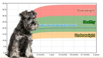 what shoukd a 3 month old gaint schnauzer weigh