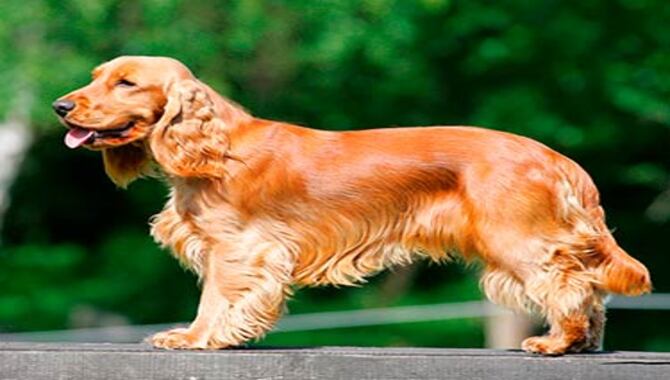 How Much Should Cocker Spaniels Weigh