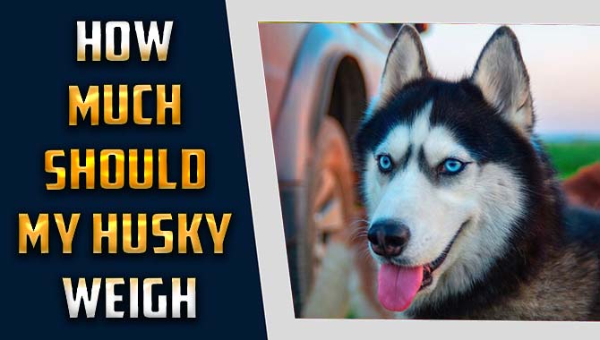 How Much Should My Husky Weigh