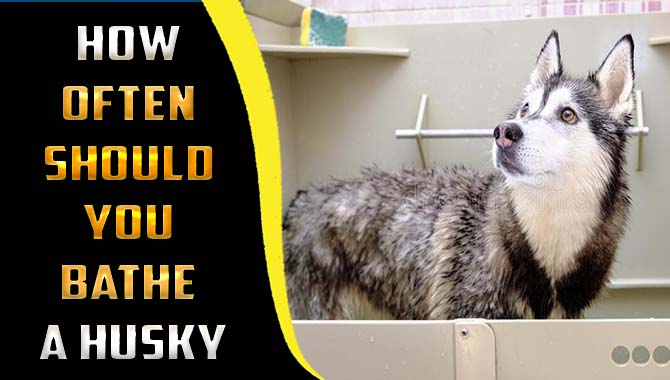 How Often Should You Bathe A Husky – The Dog Owners Guide