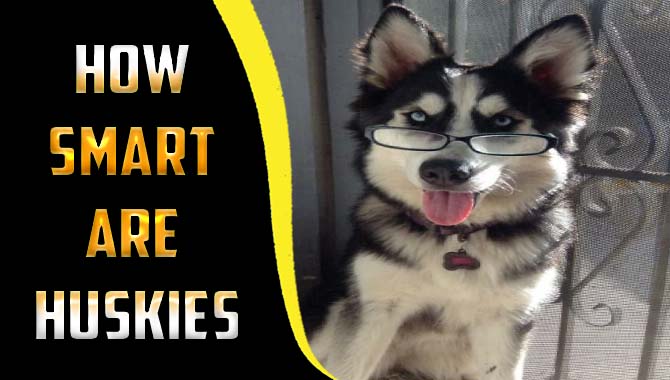 How Smart Are Huskies