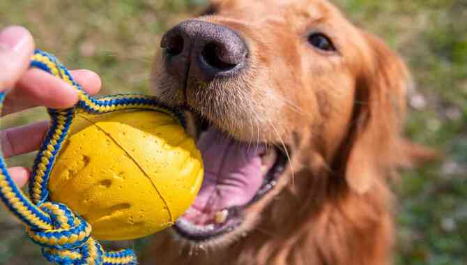 How Strong Is A Golden Retriever's Bite Force?
