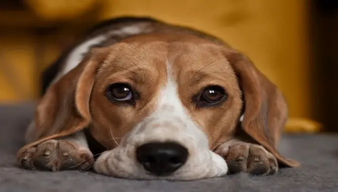 How To Avoid Accidentally Hurting Your Dog?