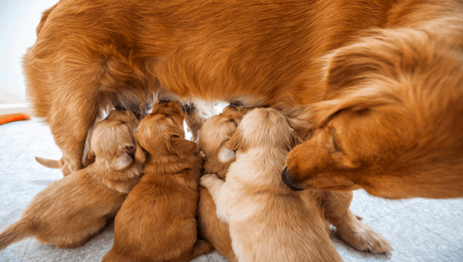 How To Avoid Golden Retriever Going Into Heat