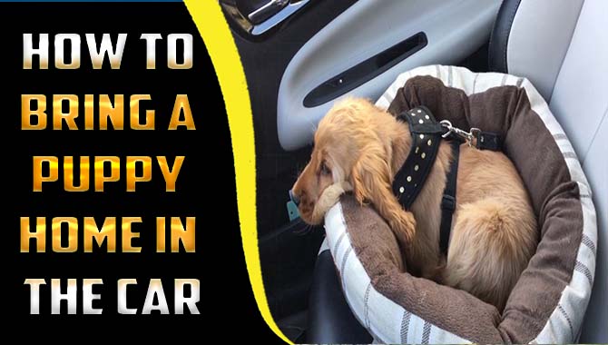 How To Bring A Puppy Home In The Car