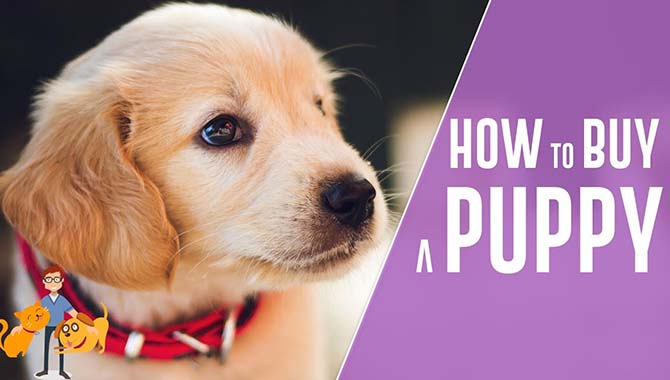 How To Buy Puppies