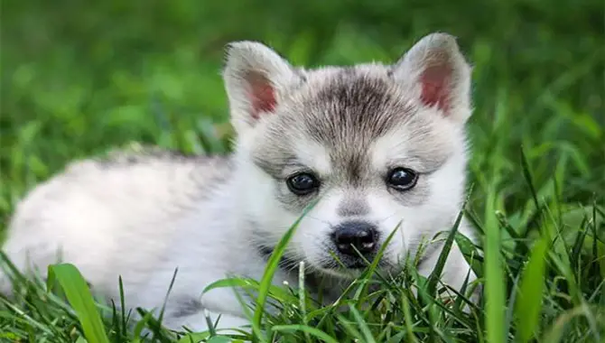 How To Choose The Right Klee Kai Puppy