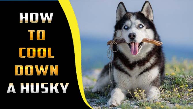  How To Cool Down A Husky