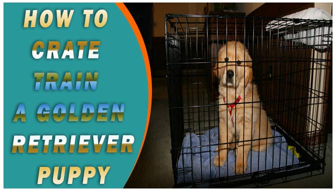 How To Crate Train A Golden Retriever Puppy