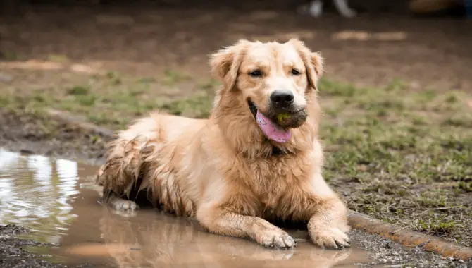 How To Get Rid Of The Golden Retriever's Smell?
