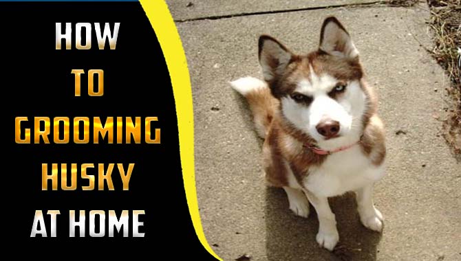 How To Grooming Husky At Home