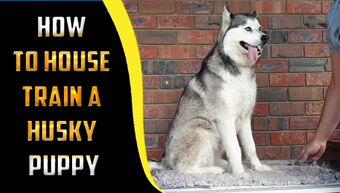 How To House Train A Husky Puppy