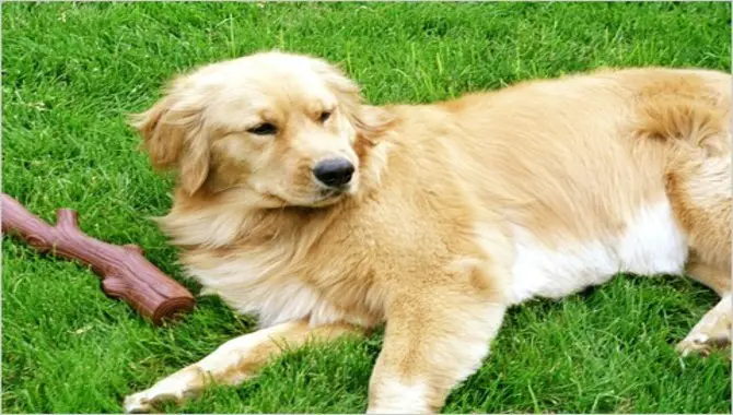 How To Make Sure Your Golden Retriever Is Healthy For Cancer Prevention