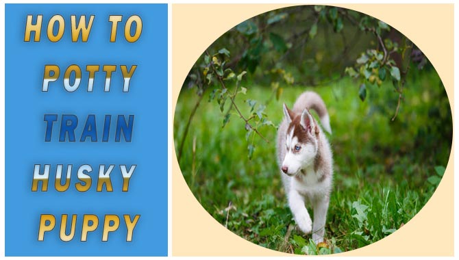 How To Potty Train Husky Puppy