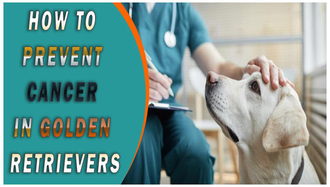 How To Prevent Cancer In Golden Retrievers 