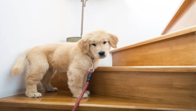 How To Prevent Golden Retriever From Climbing Stairs