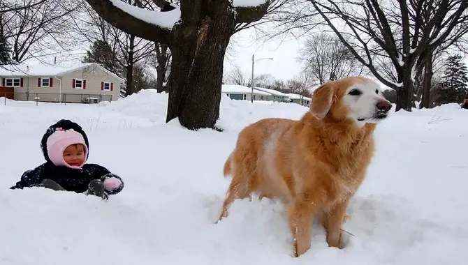 How To Prevent Golden Retrievers From Getting Cold In The Winter?