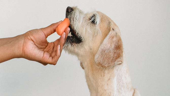 How To Prevent Your Dog From Burying Her Food In The Future