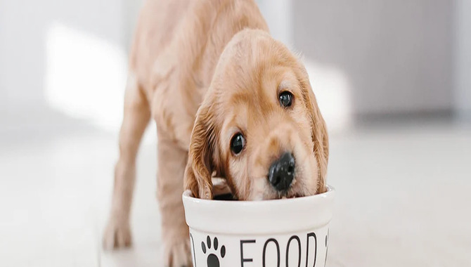 How To Recognize Lactose Intolerance In Dogs