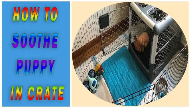How To Soothe Puppy In Crate
