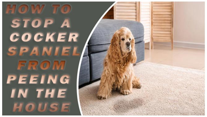 How To Stop A Cocker Spaniel From Peeing In The House