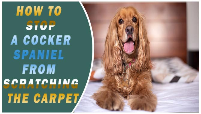 How To Stop A Cocker Spaniel From Scratching The Carpet