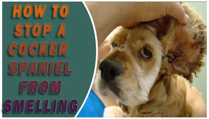 How To Stop A Cocker Spaniel From Smelling