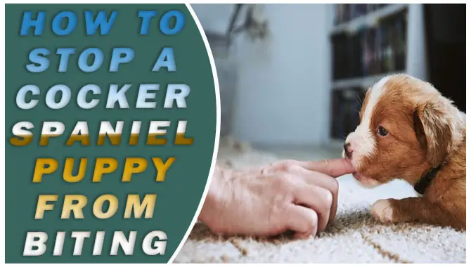 How To Stop A Cocker Spaniel Puppy From Biting